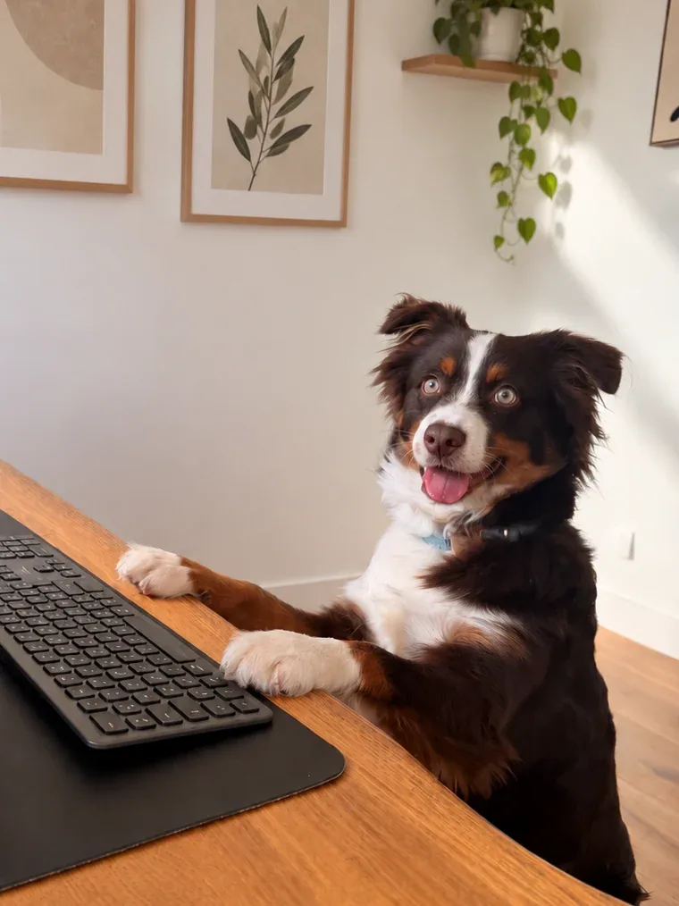Aly, le chien de l’agence, devant un clavier