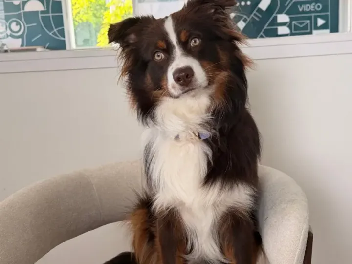 Aly, responsable bonne humeur, sur un fauteuil de l’agence